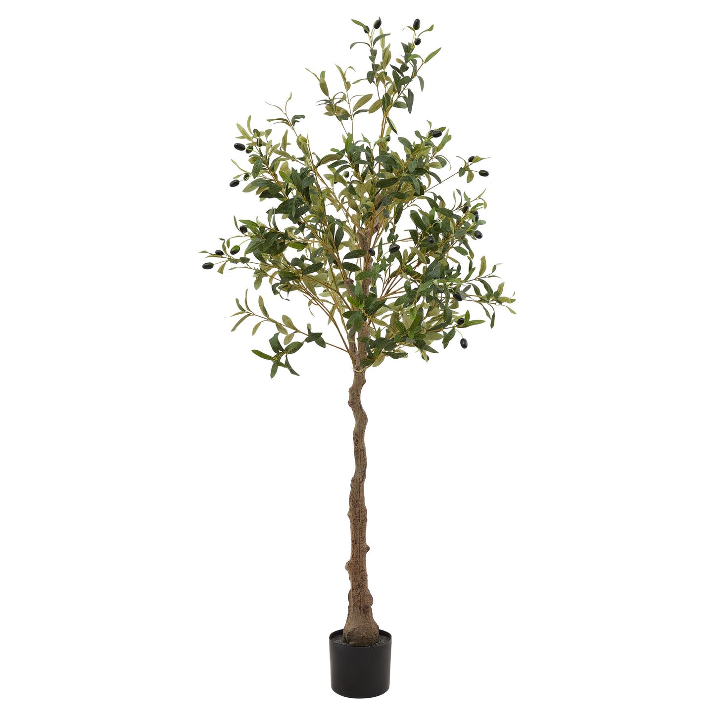 Calabria Large Olive Tree