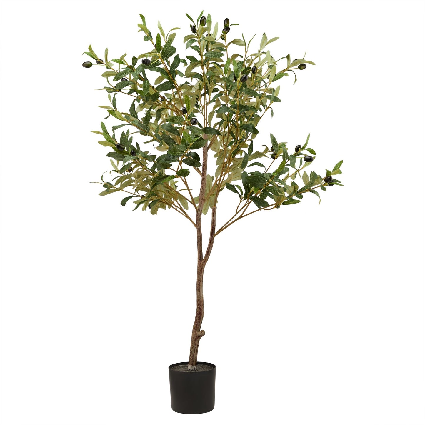 Calabria Large Olive Tree