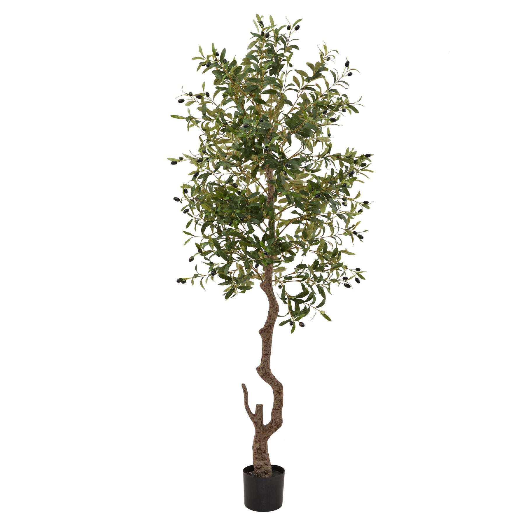 Calabria Tree Calabria Large Olive Tree – the heavenly shop