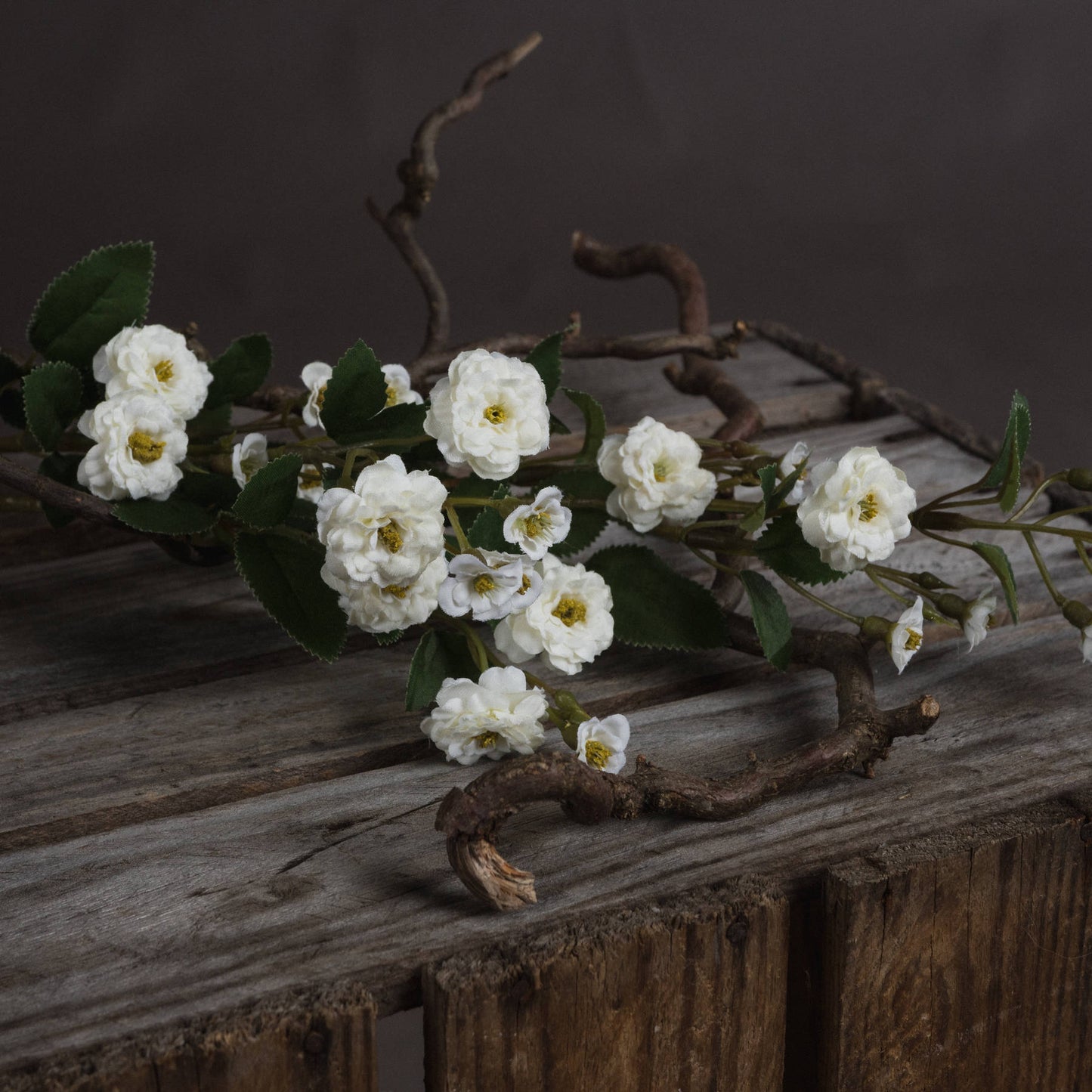 White Wild Meadow Rose