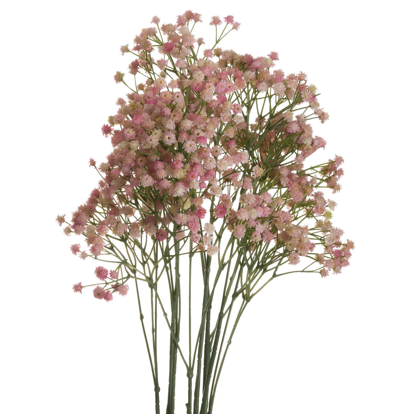 Pink Babys Breath Gypsophilia