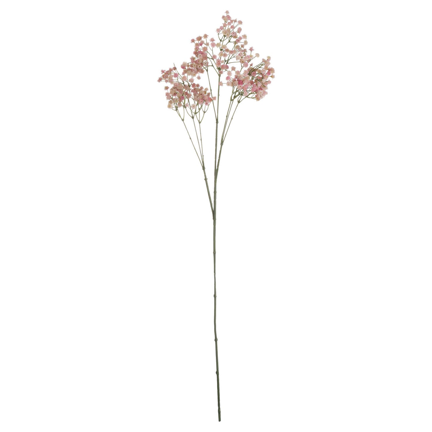 Pink Babys Breath Gypsophilia