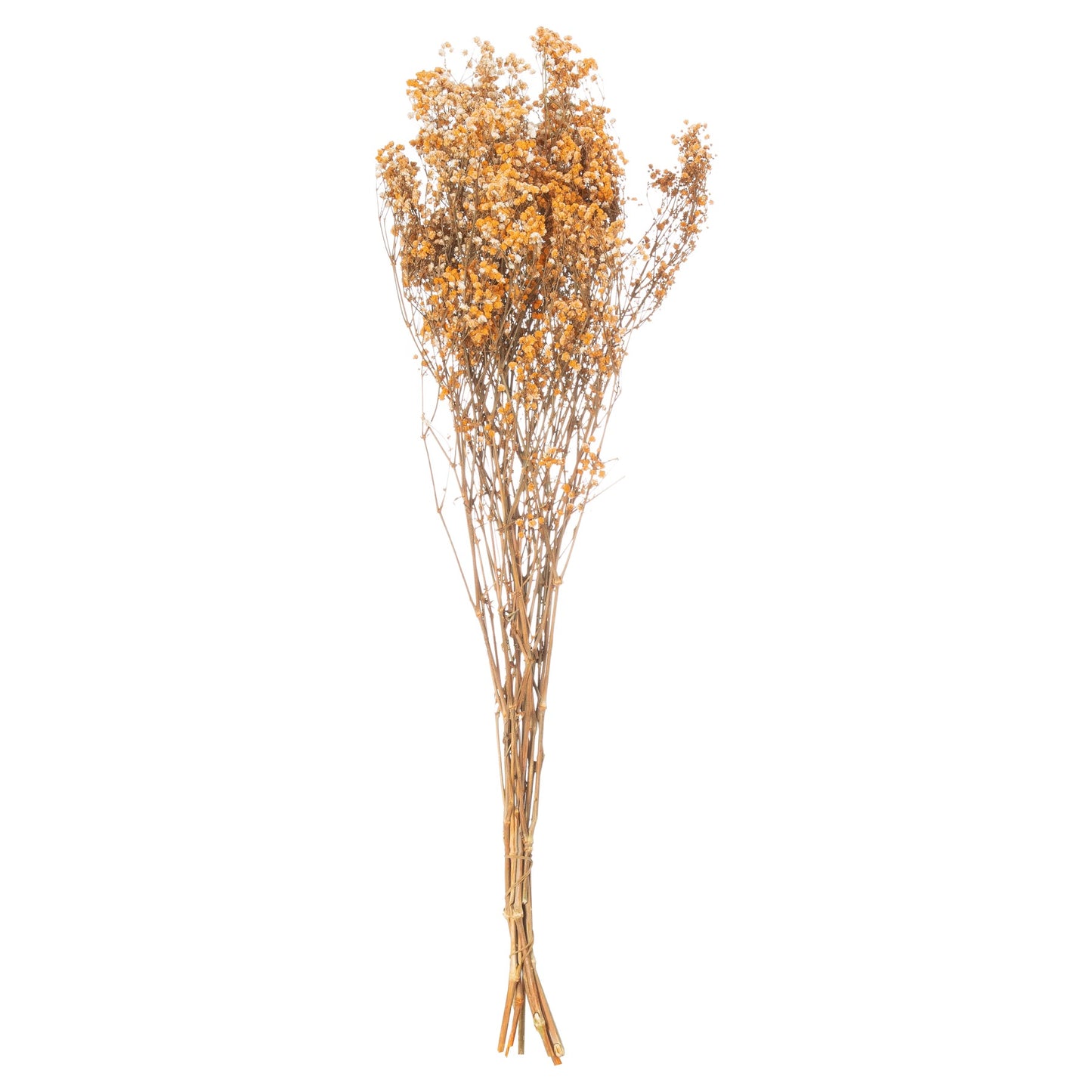 Dried Orange Babys Breath Bunch