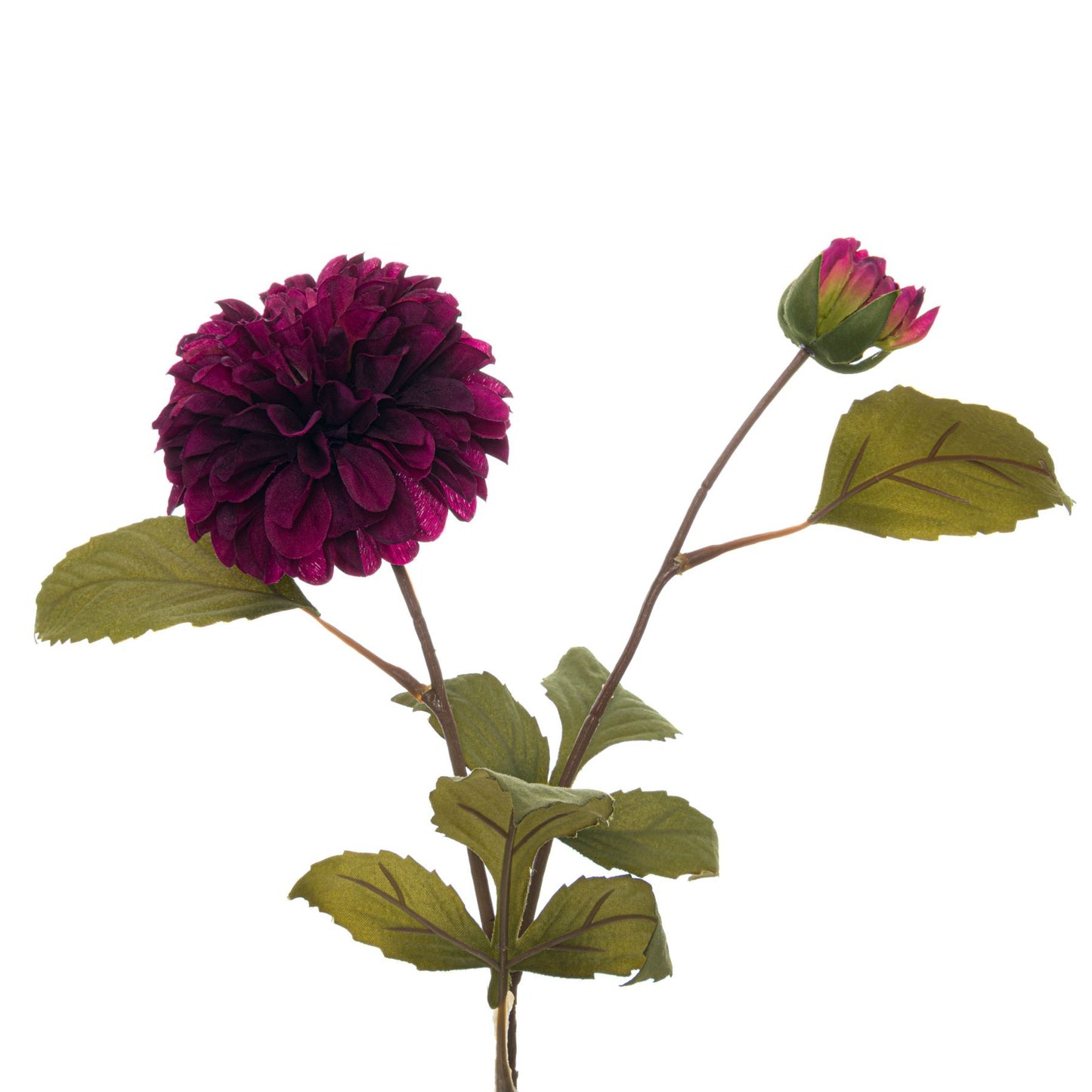 Deep Purple Dahlia Stem