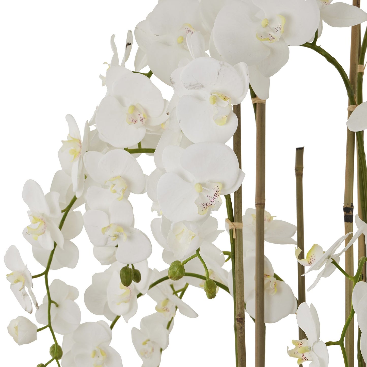 Giant White Orchid In Antique Stone Pot 5ft