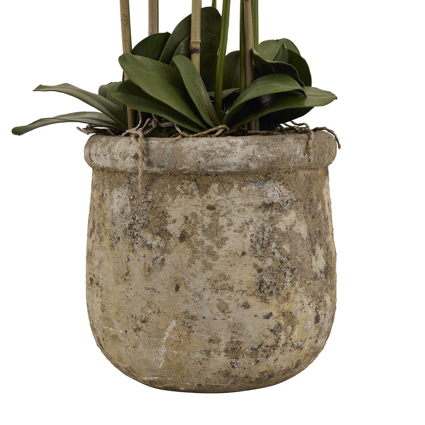 Giant White Orchid In Antique Stone Pot 5ft