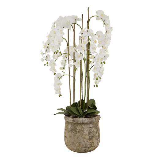 Giant White Orchid In Antique Stone Pot 5ft