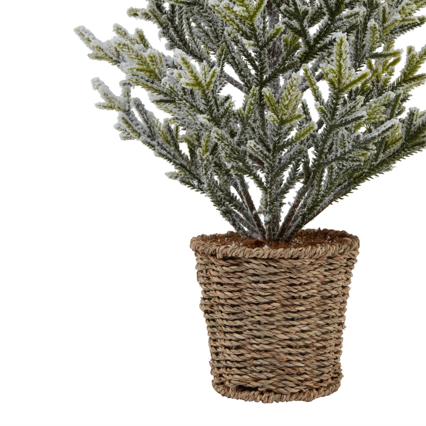 Medium Pine Tree With Wicker Basket