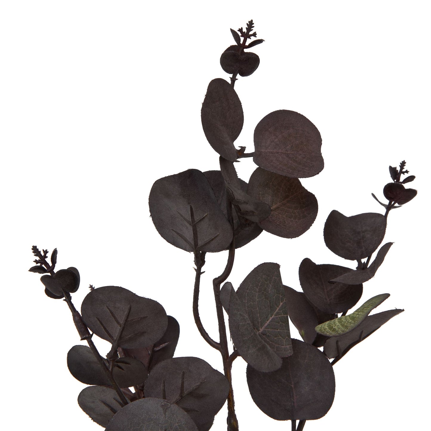 Black Eucalyptus Bunch