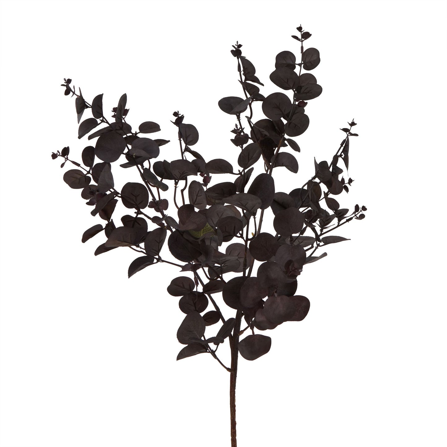 Black Eucalyptus Bunch