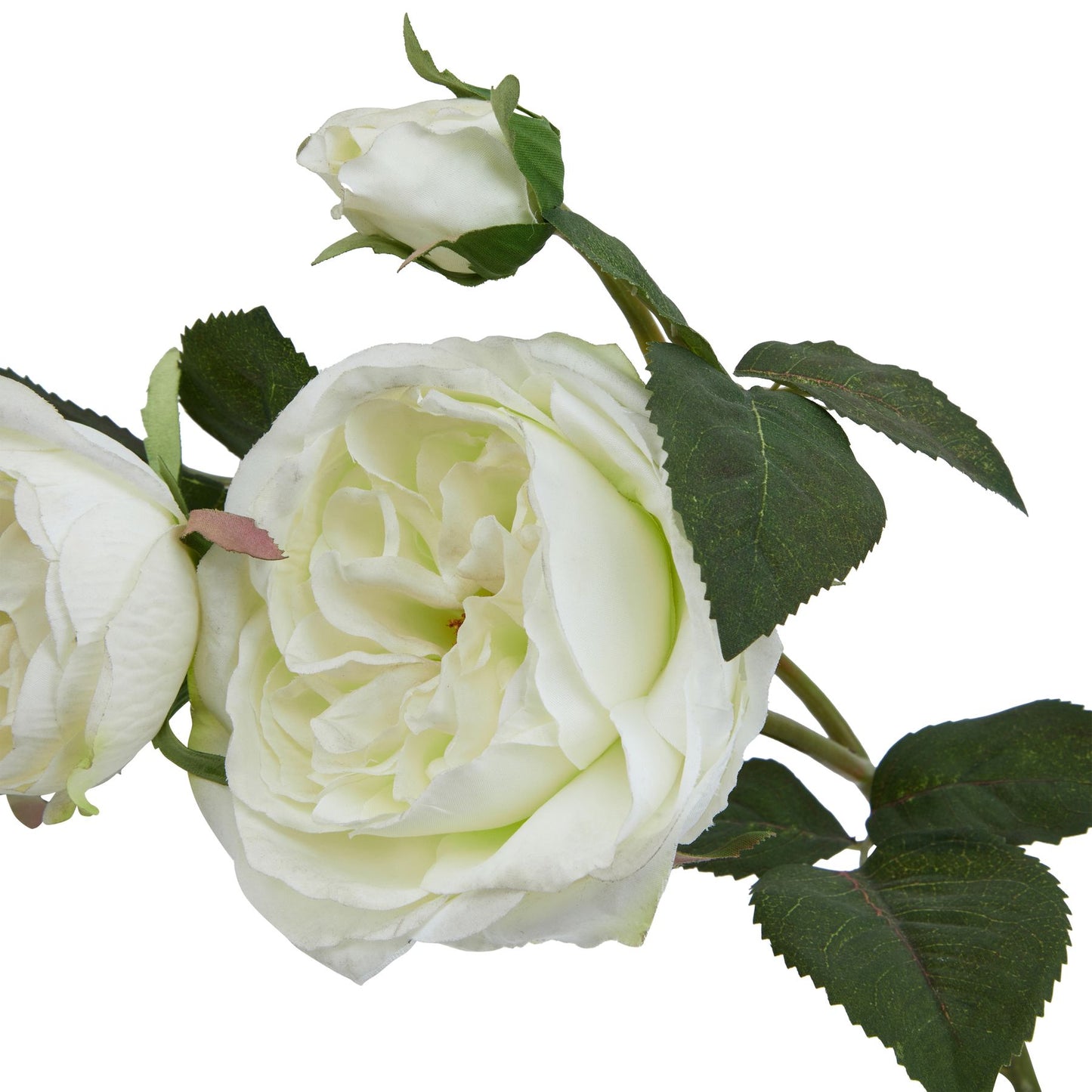 The Natural Garden Collection White Charity Rose