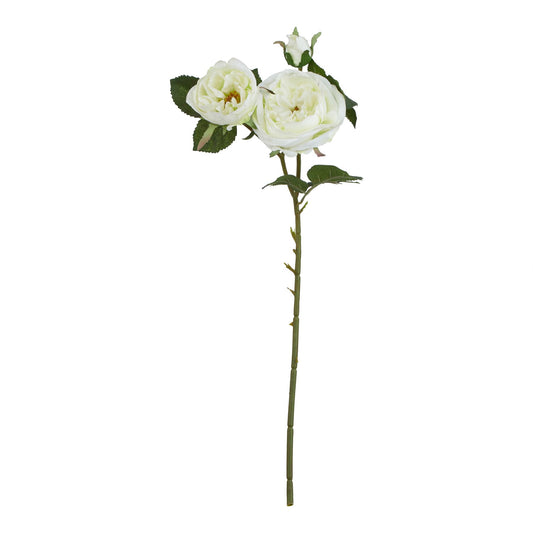 The Natural Garden Collection White Charity Rose