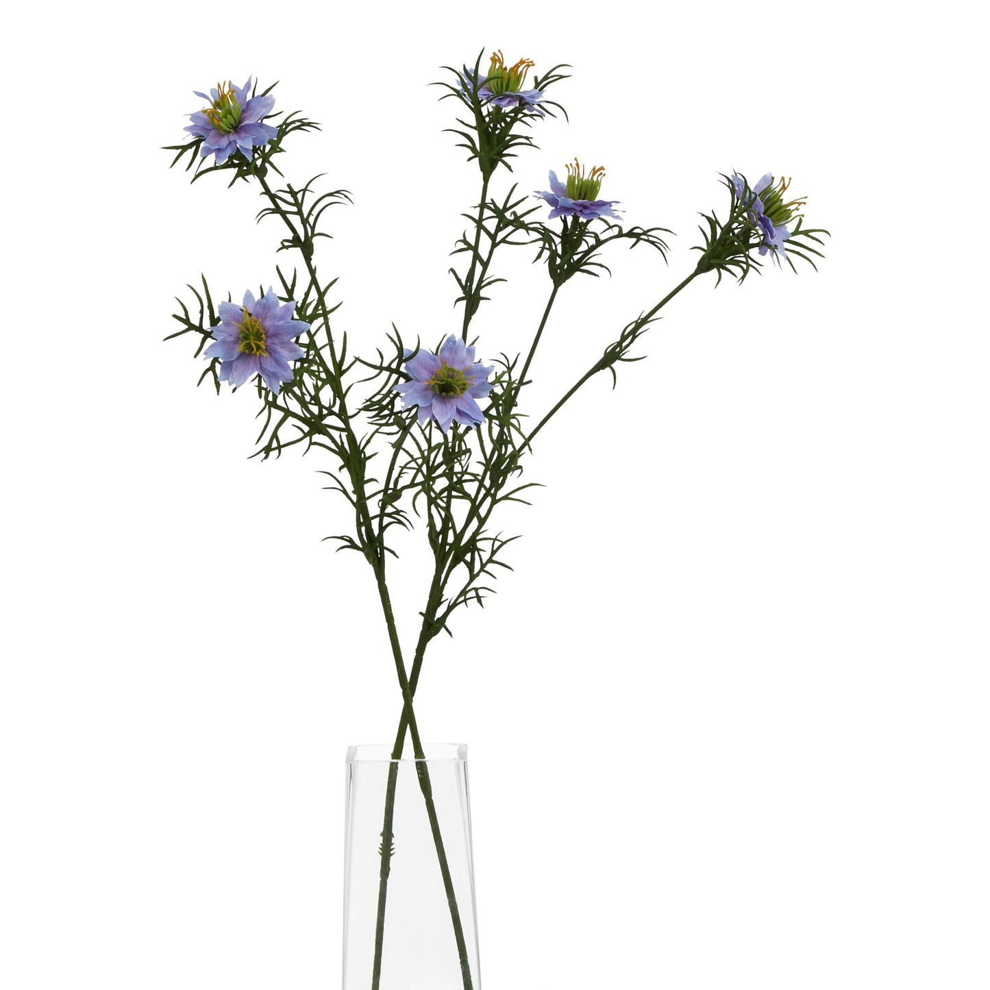 The Natural Garden Collection Purple Nigella Love In A Mist