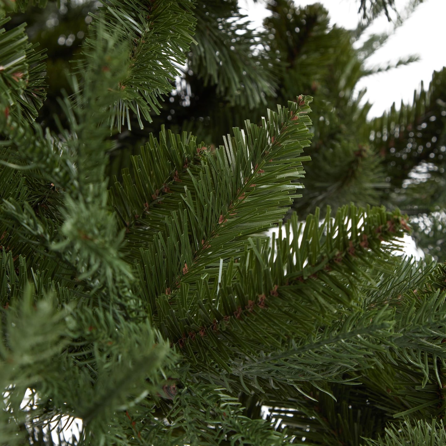 Large Pine Tree