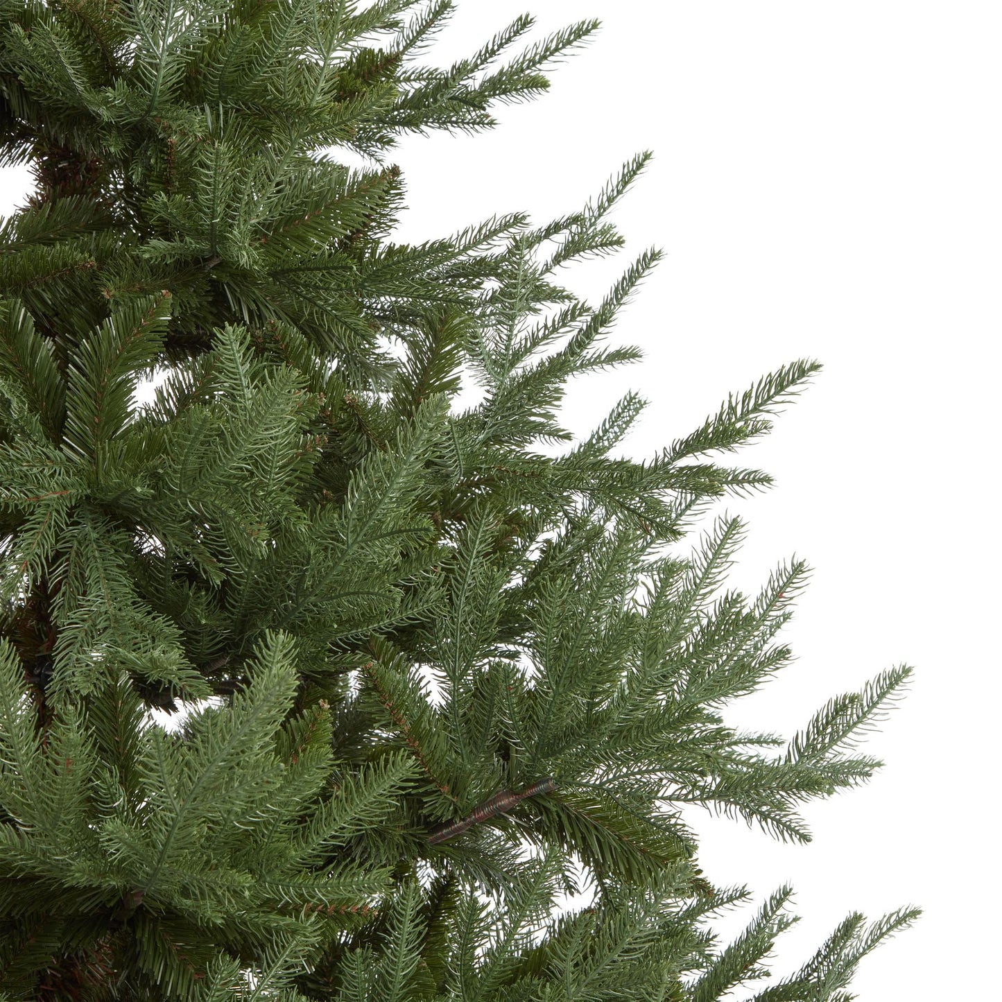 Large Pine Tree